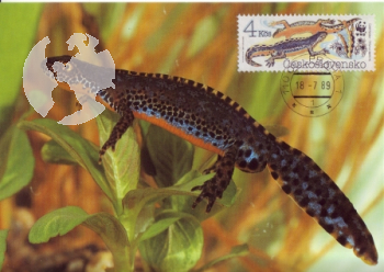 CM 2898 / 2901 - WWF ● - 1989